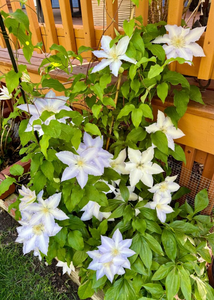 White-purple