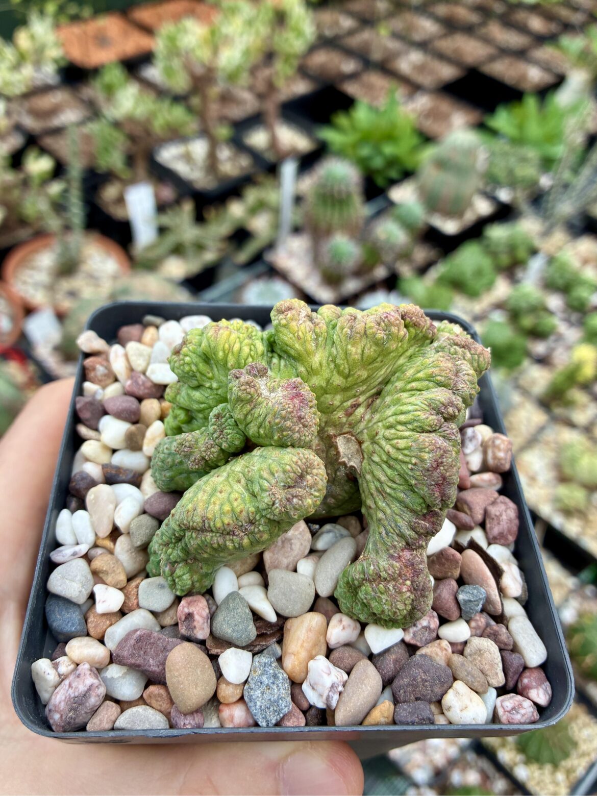Euphorbia obesa crested