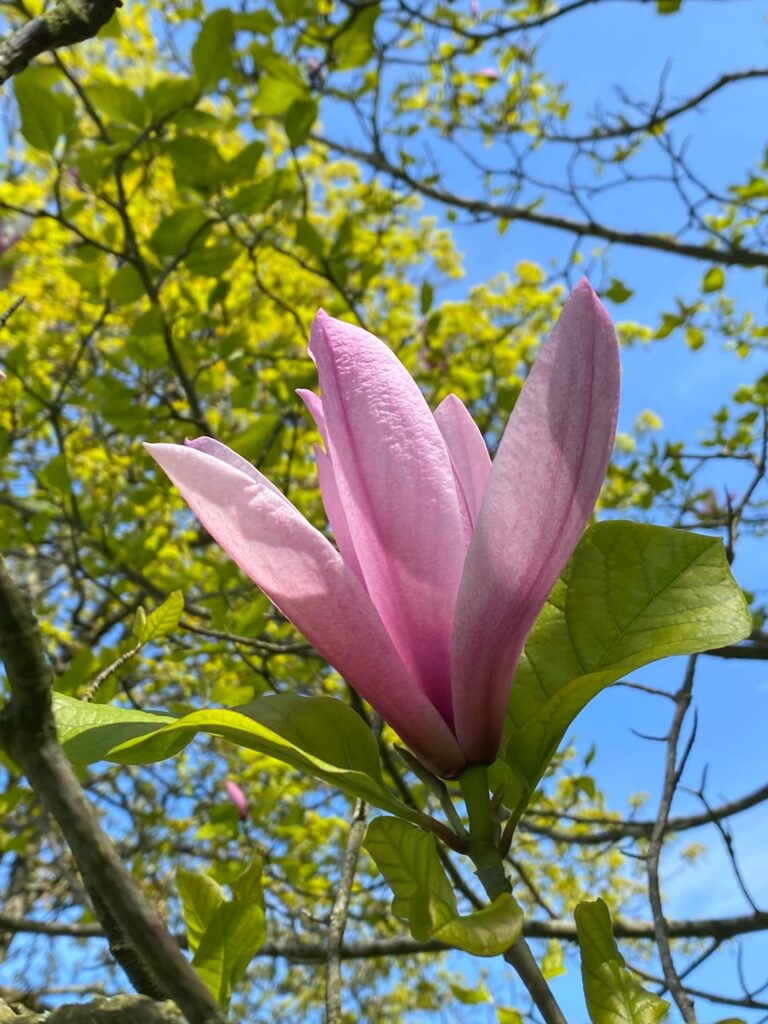 magnolias