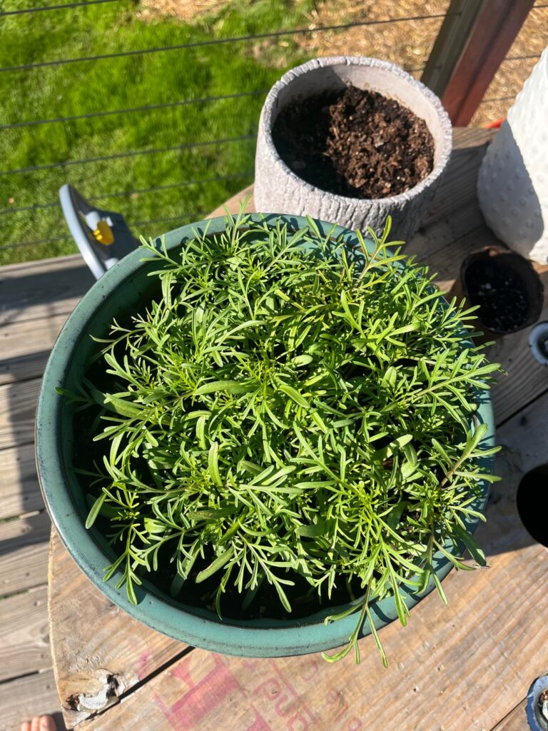 Is this too much kale?