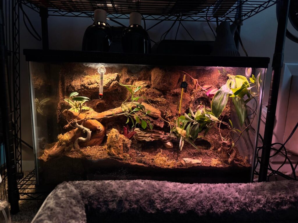 Soon to be an African fat tail enclosure