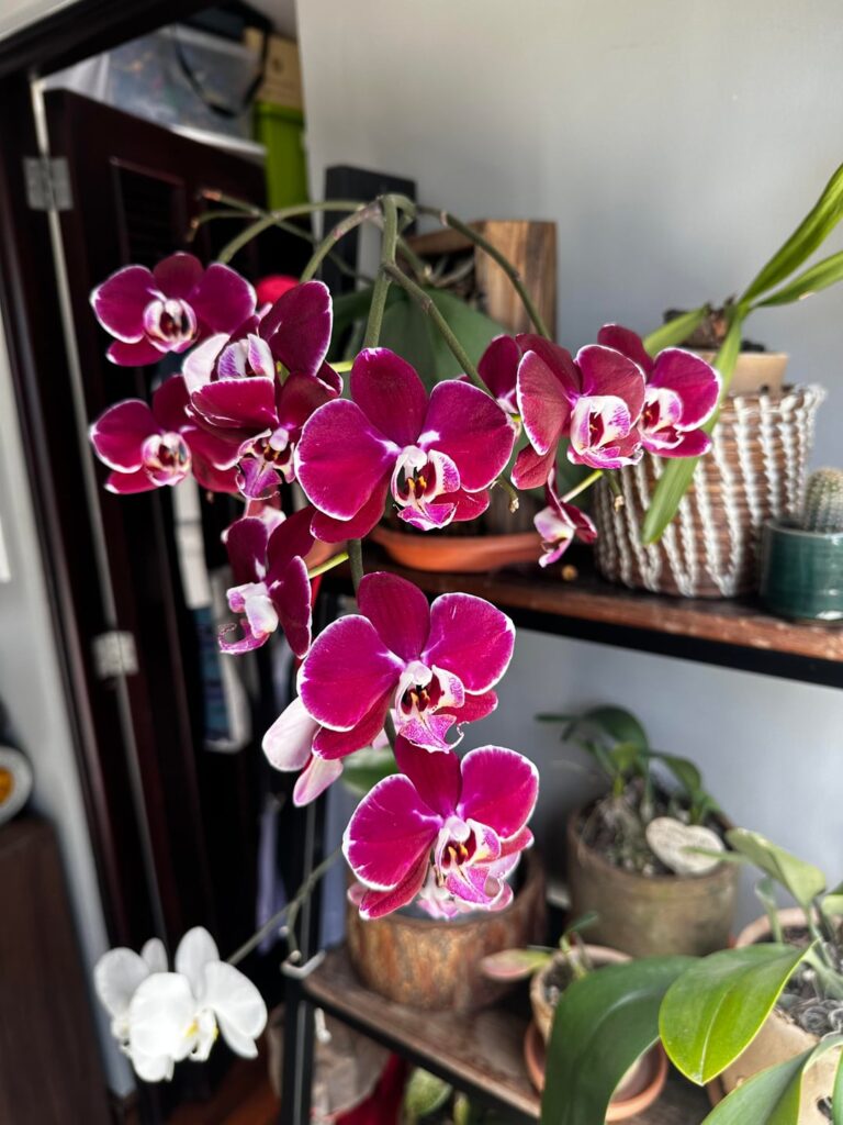 Sweet 16! 16 blooms from my phal :)