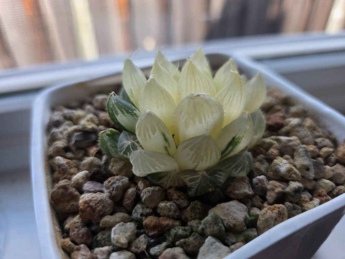 Albino. Will it survive?