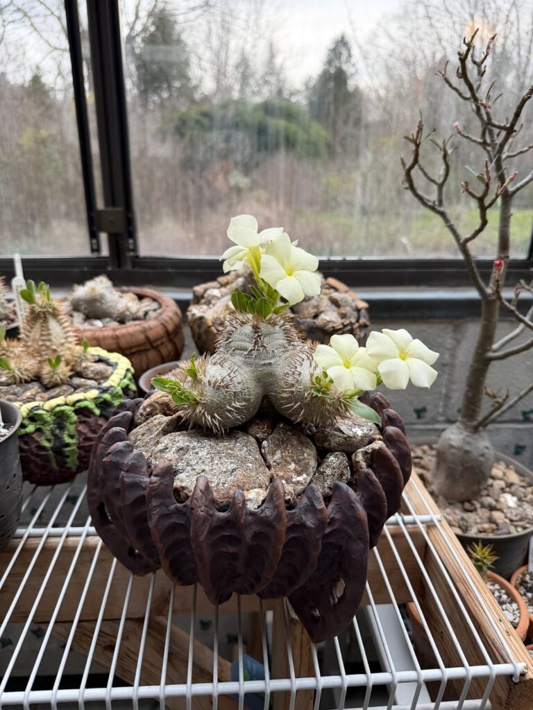 Pachypodium brevicaule leucoxanthum, now and then