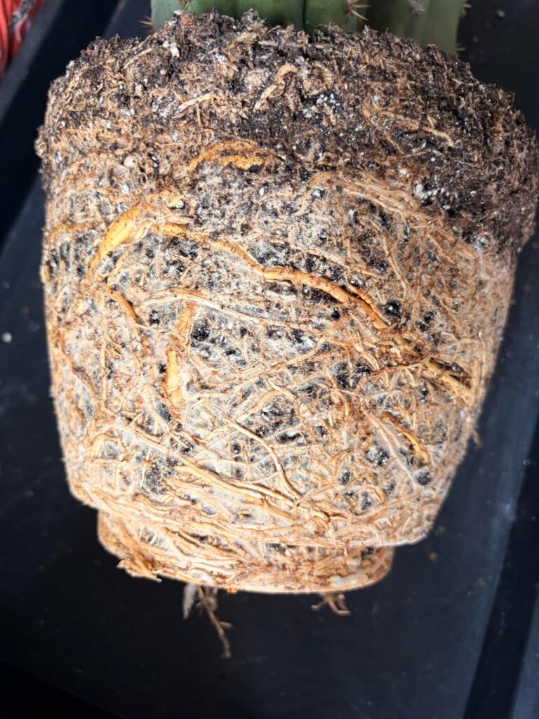 Repotted this without breaking up the roots? :( will he be fine?