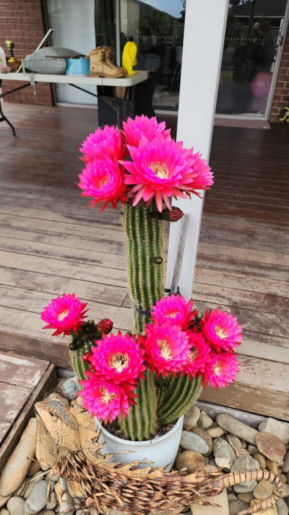 Flowers from my collection