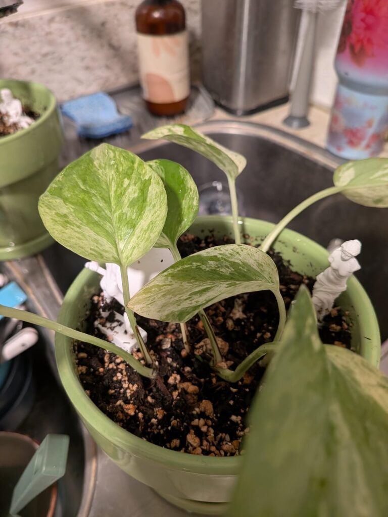 Watering day