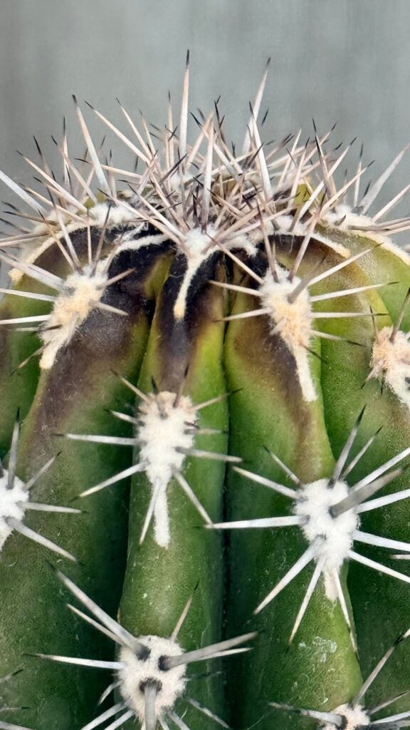 Pachycereus pringlei