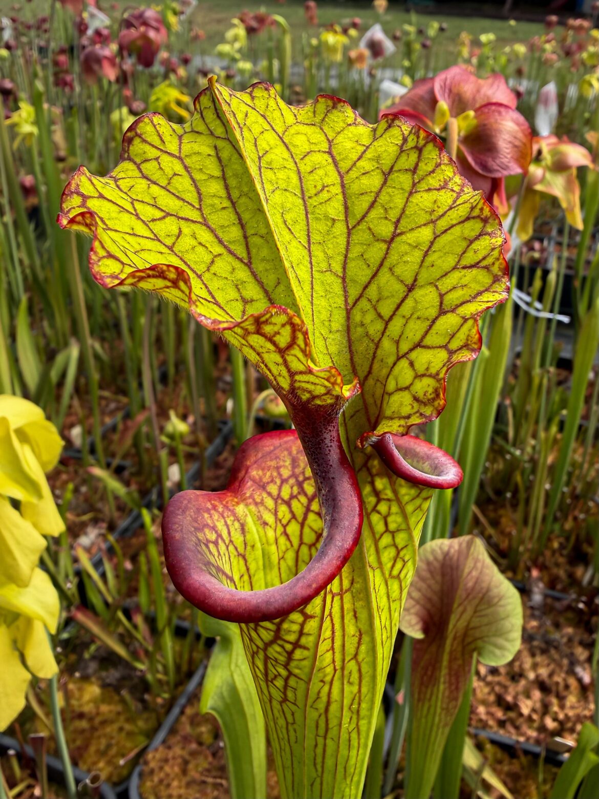 I love the bright gold green you can get from crossing Leah Wilkerson with another moorei.
