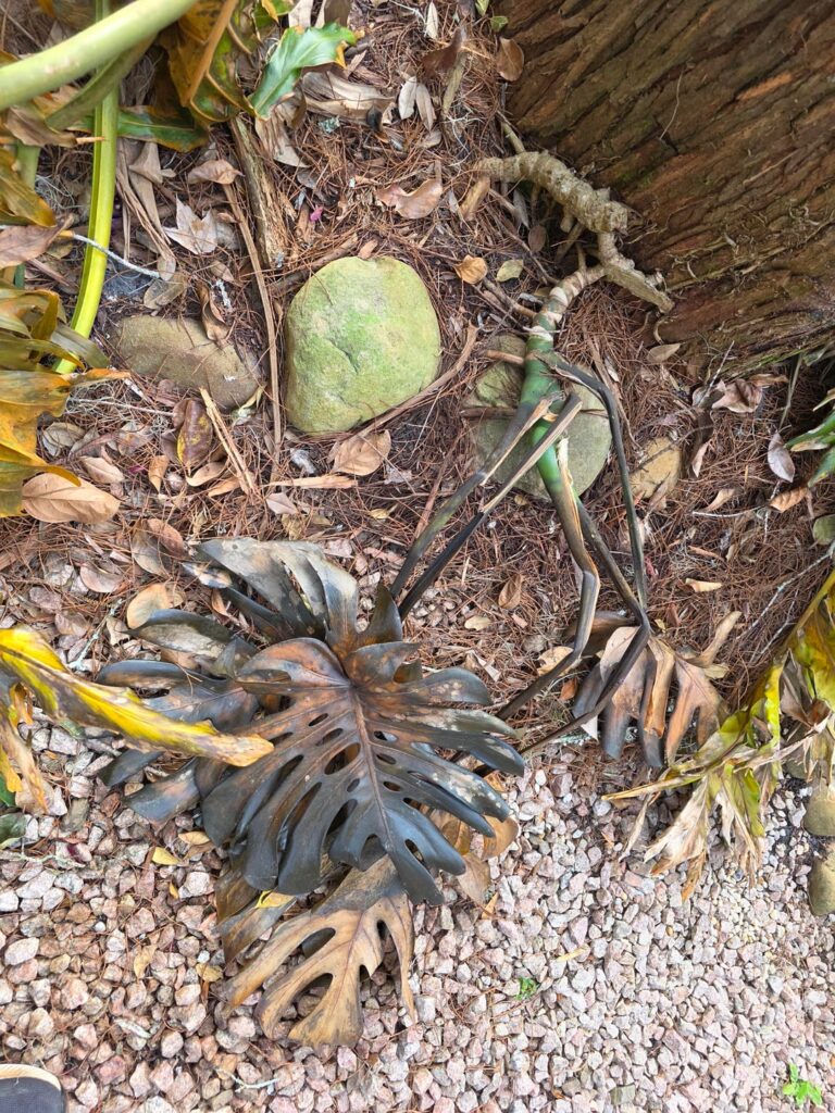 UPDATE: My random backyard Monstera is coming back! UPDATE: My random backyard Monstera is coming back!
