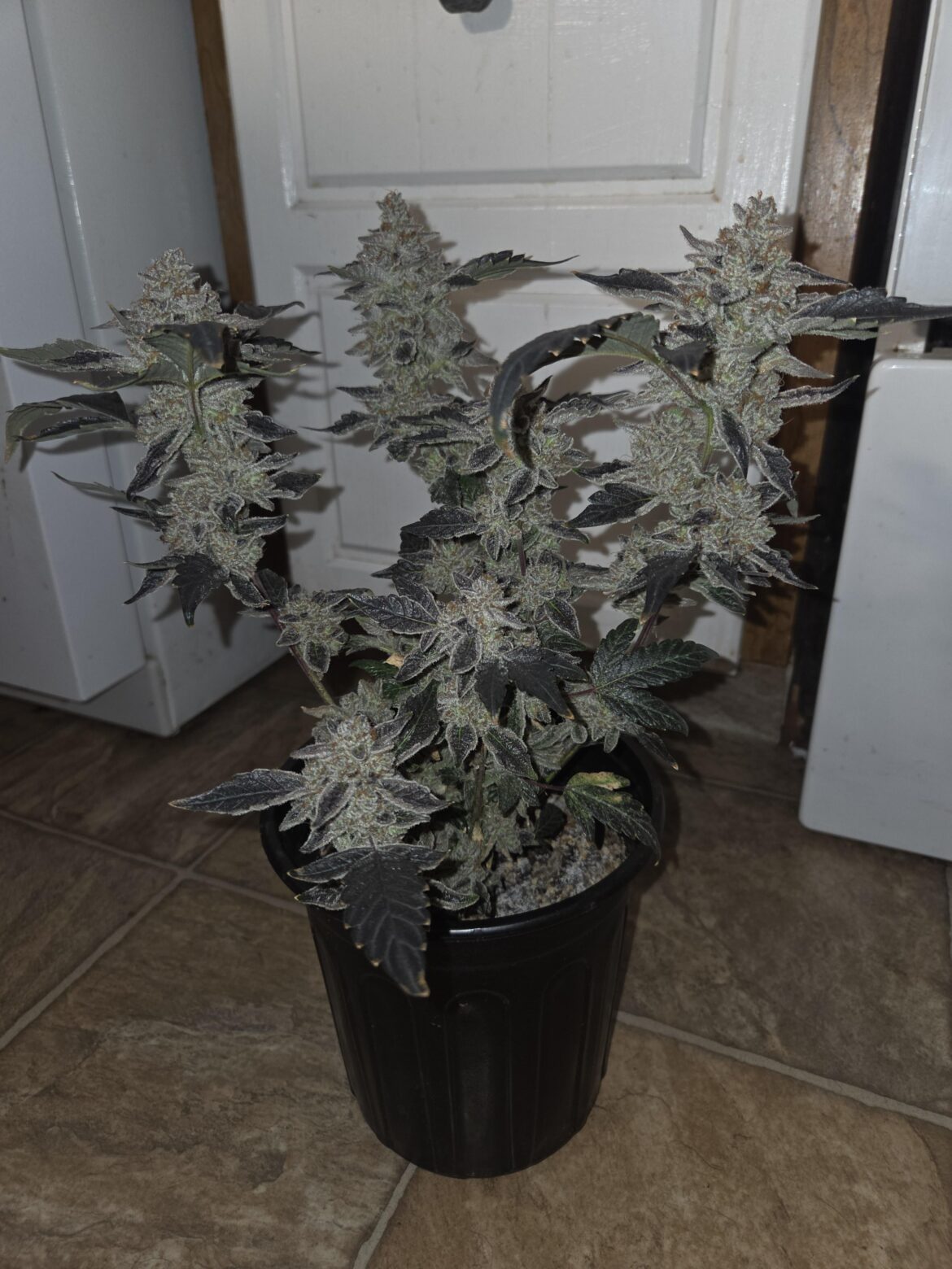 Slurricane at 9 weeks..grown in pro mix and coco hair