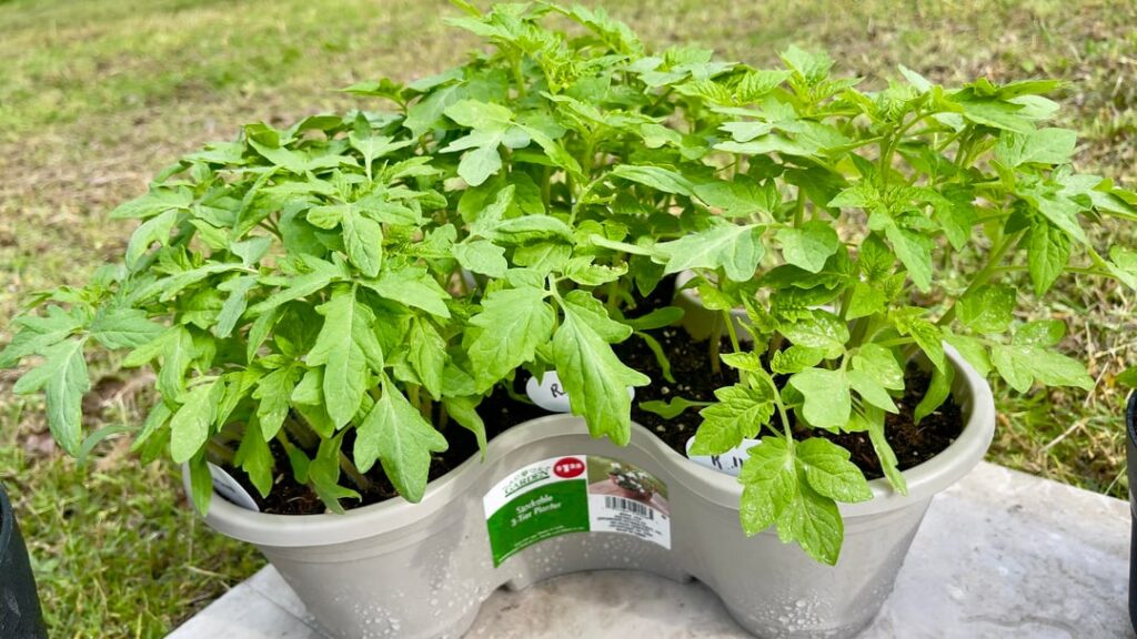 Cautiously Excited! (Texas 8b)