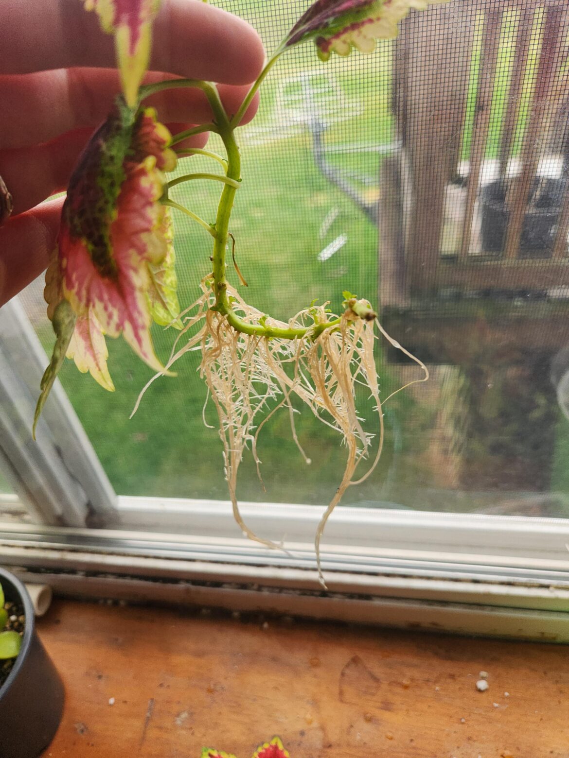 Do you think it's ready to pot?