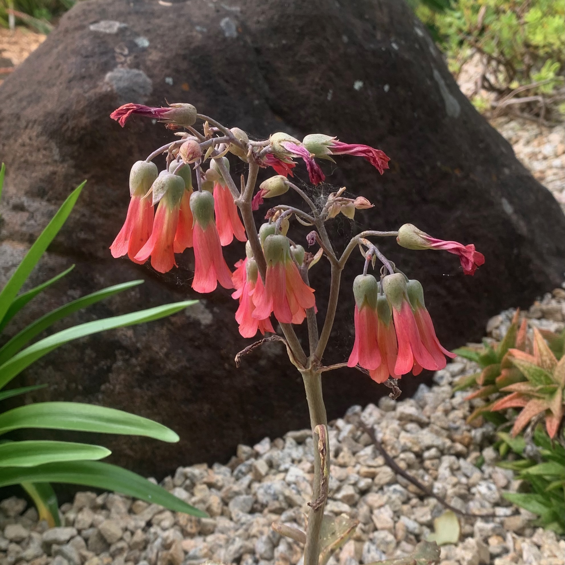 Chandelier plant (Kalanchoe delagoensis). This succulent plant, which is young...
