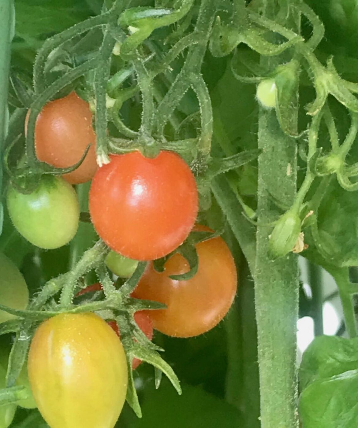 Your Garden | Otago Daily Times Online News Your Garden | Otago Daily Times Online News