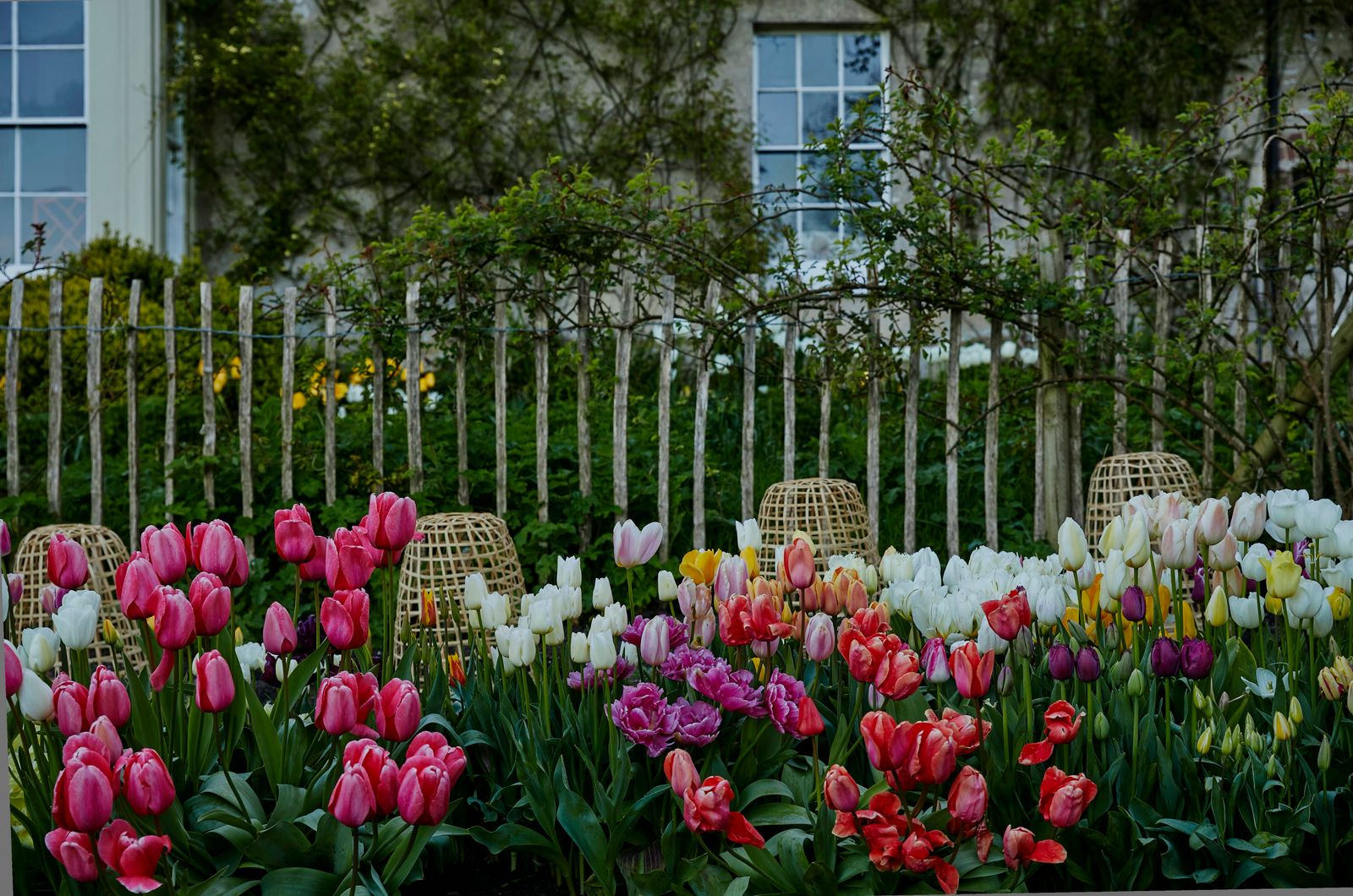 Image may contain Nature Outdoors Yard Garden Flower Plant and Picket Fence