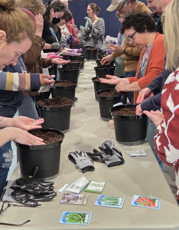 Members of the Penn State Master Gardener's Seed to Supper program get in some practice at class in the Salvation Army in Pottsville. RON DEVLIN/STAFF PHOTO