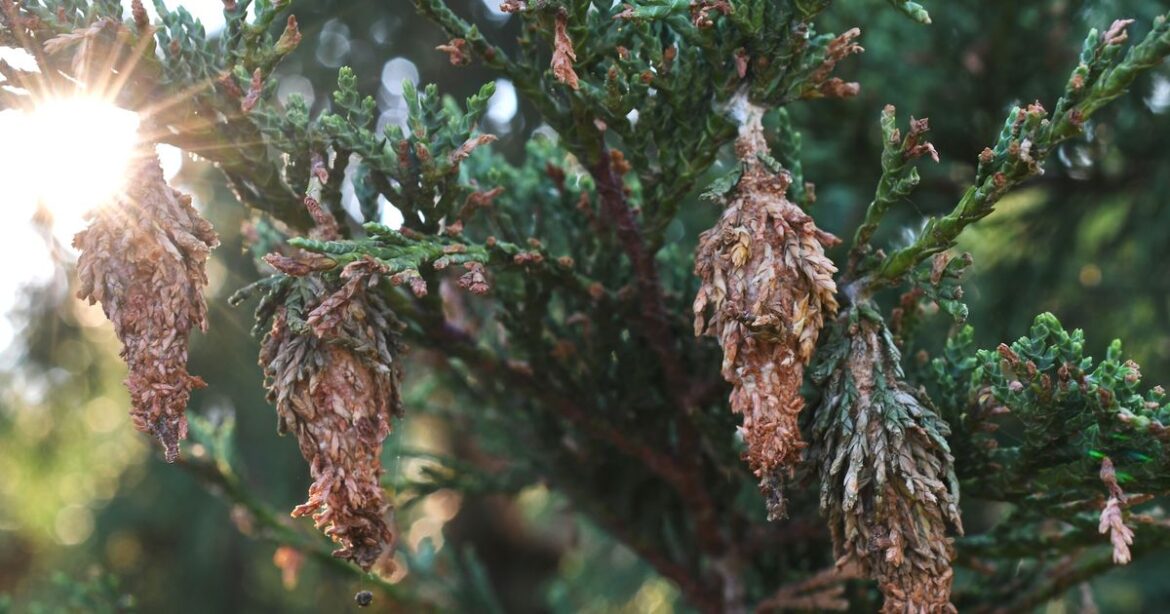 Spooky pinecone-shaped cocoons spotted in Ontario and should be drowned on sight Spooky pinecone-shaped cocoons spotted in Ontario and should be drowned on sight