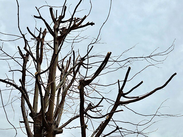 This pruning job is a disaster on many levels, says Sigrie Kendrick. She says do not prune like this.