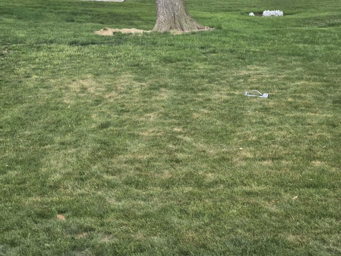 Why does only one portion of my yard turn brown so easily?