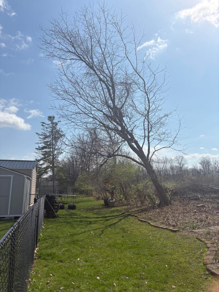This tree was on the edge of a woodland that was cut down by developers. Do you think there’s any chance this tree will survive? Why wouldn’t they have cut it down. They cut plenty others in the same path. Suggestions?