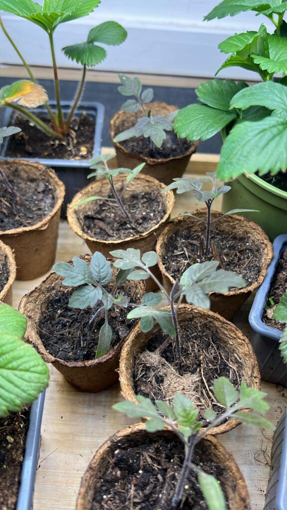 I got a question about tomato seedlings under les light?