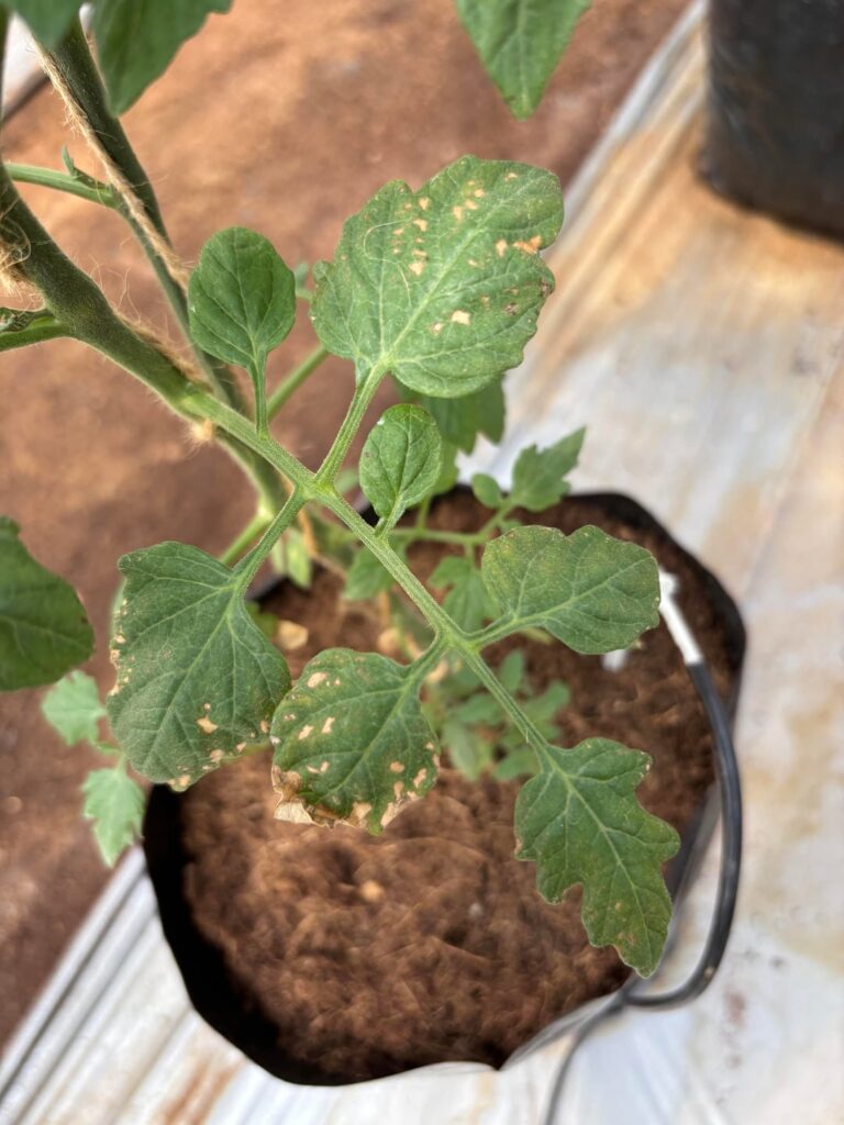 Hello reddit, what are these spots/patches in my tomato?