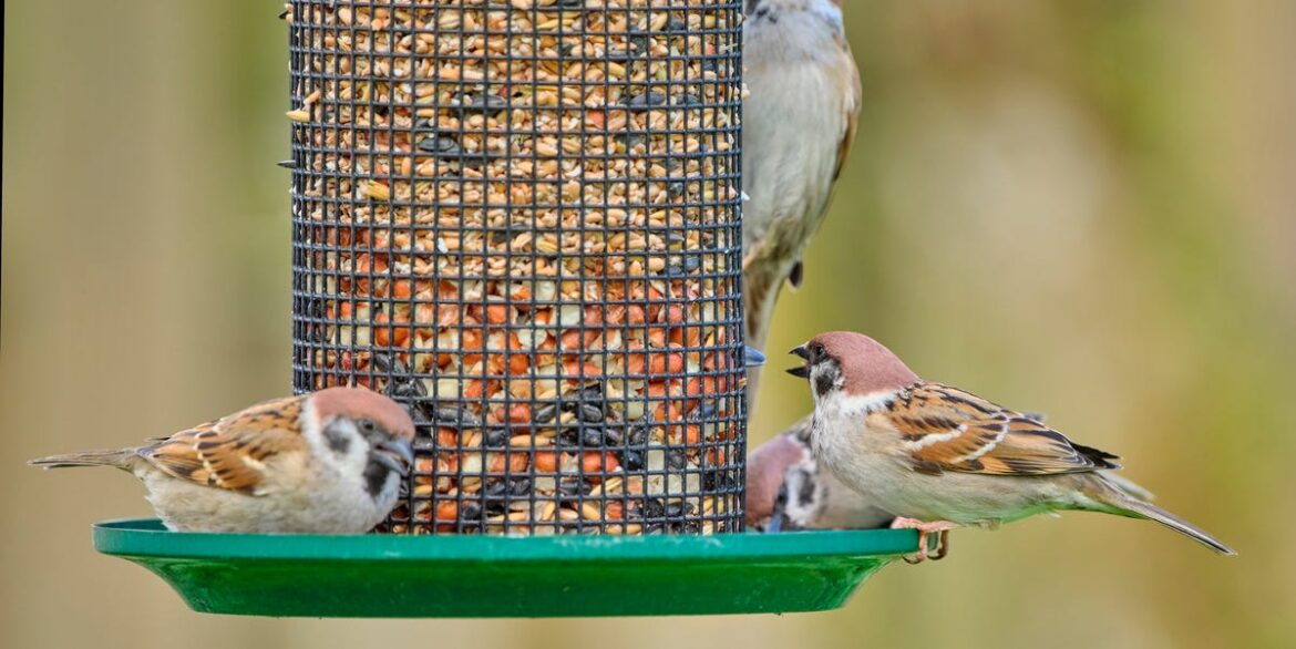 Bird Lovers Are Being Told to Ditch Flat Feeders in Their Gardens – Here’s Why Bird Lovers Are Being Told to Ditch Flat Feeders in Their Gardens – Here’s Why