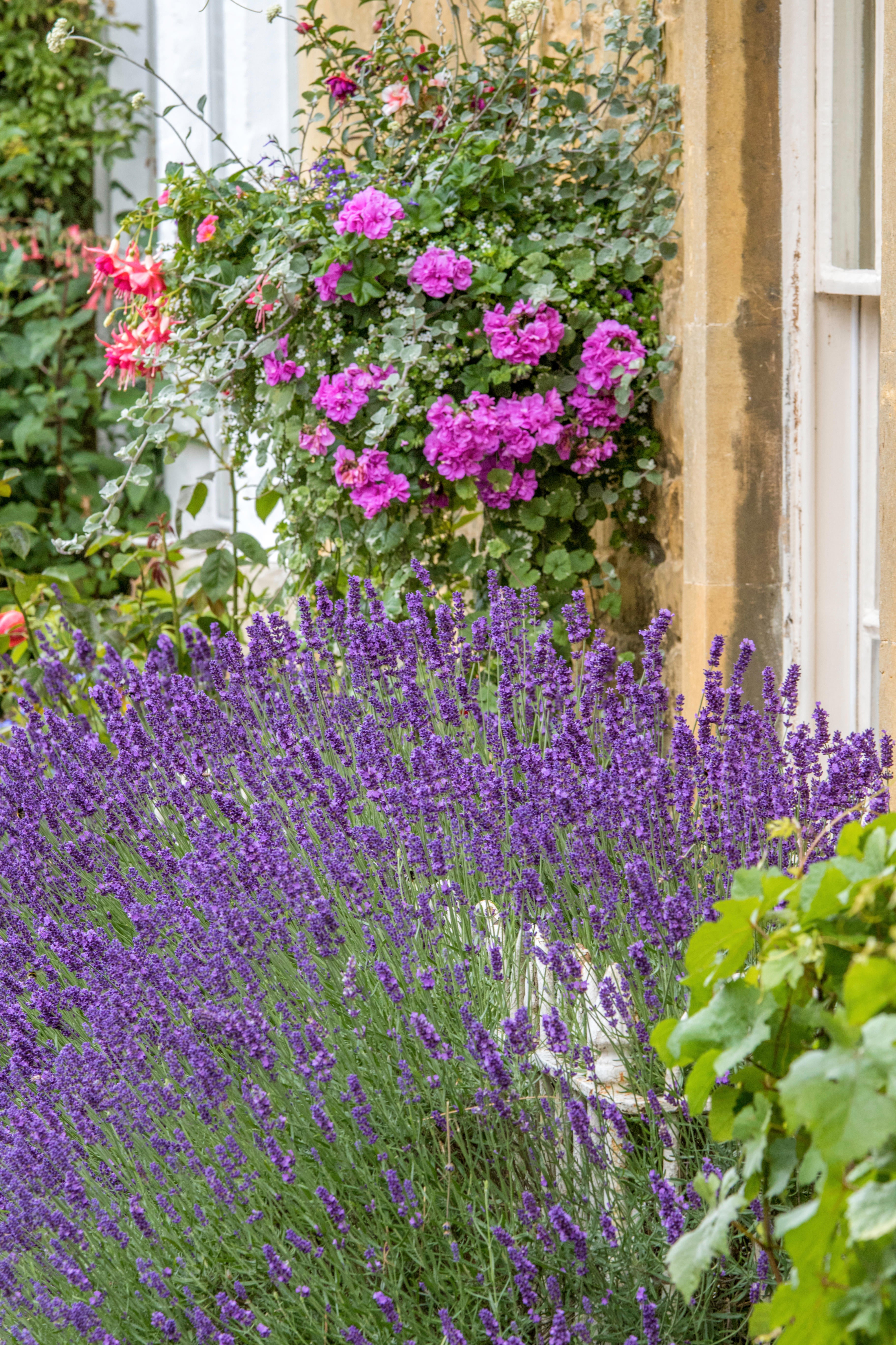 Lavender in a small garden