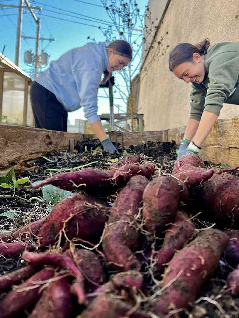 Courtesy of MU Extension/Susan Wade MU Extension Master Gardeners donated nearly 25,000 pounds of produce to food pantries and soup kitchens last year by growing food and teaching others to grow food.