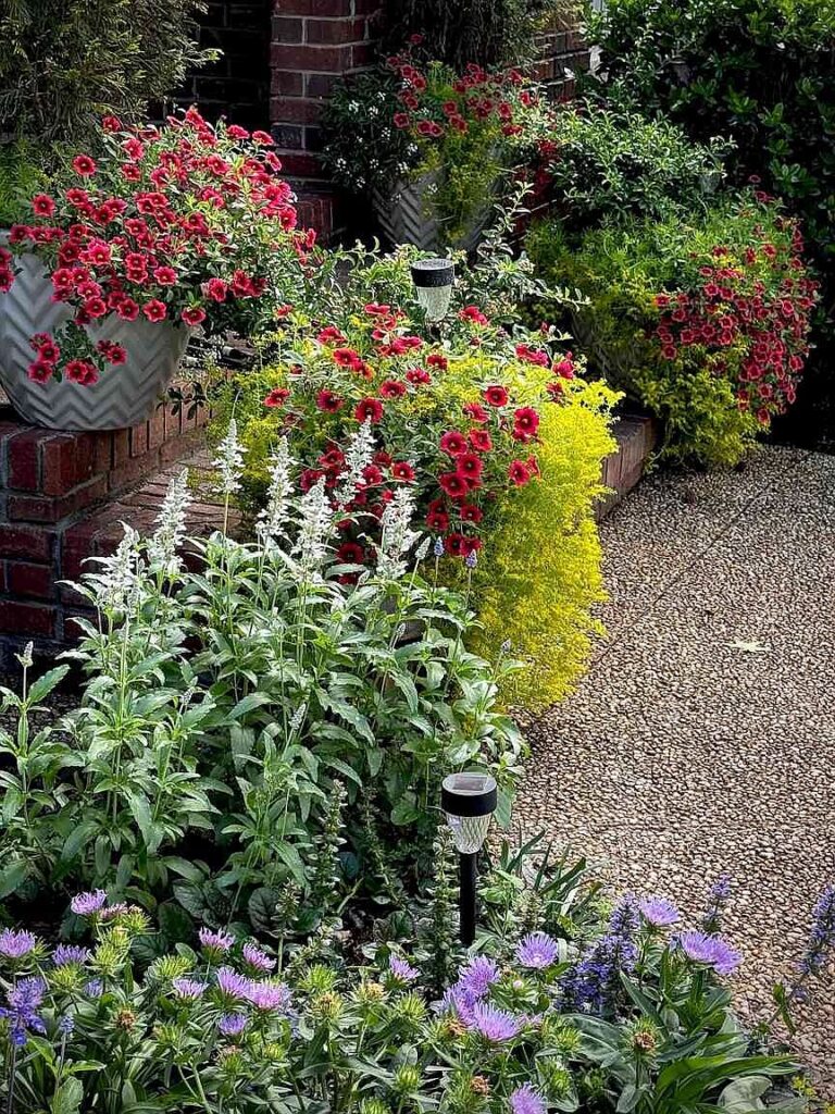 ON GARDENING: Celebrating Year of the Sedum ON GARDENING: Celebrating Year of the Sedum