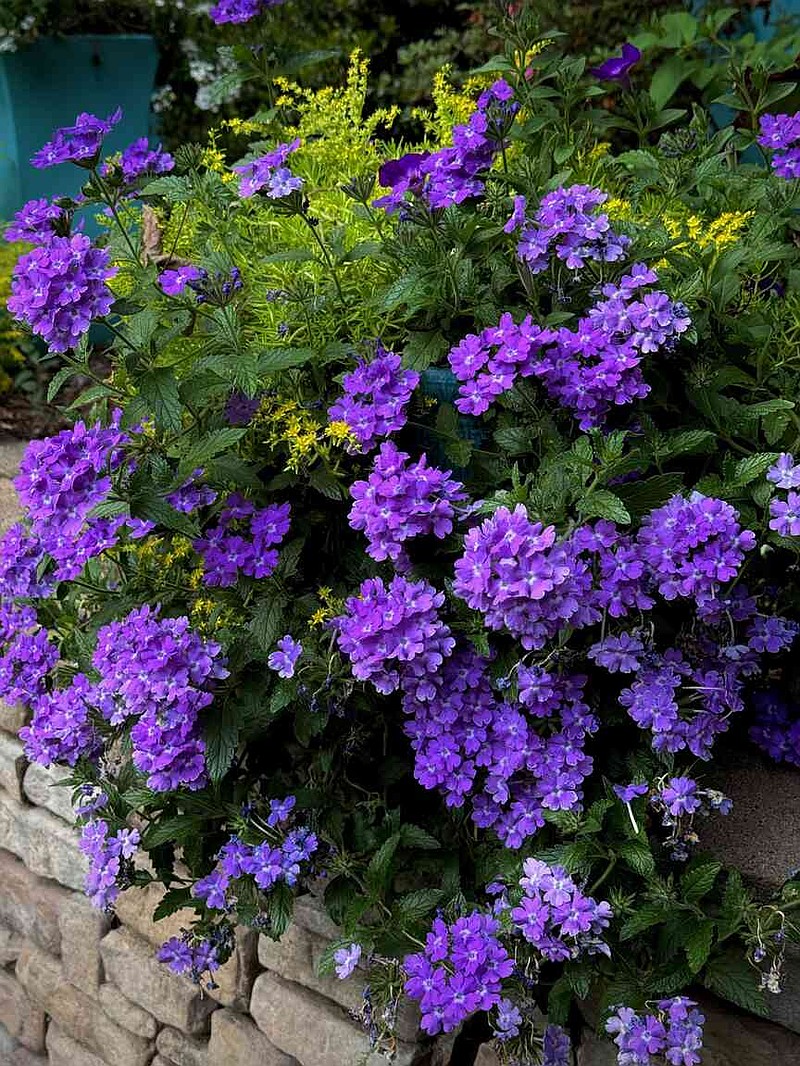 Superbena Violet Ice verbena looks electrified as the Lemon Coral sedum starts to bloom. (Norman Winter/TNS)