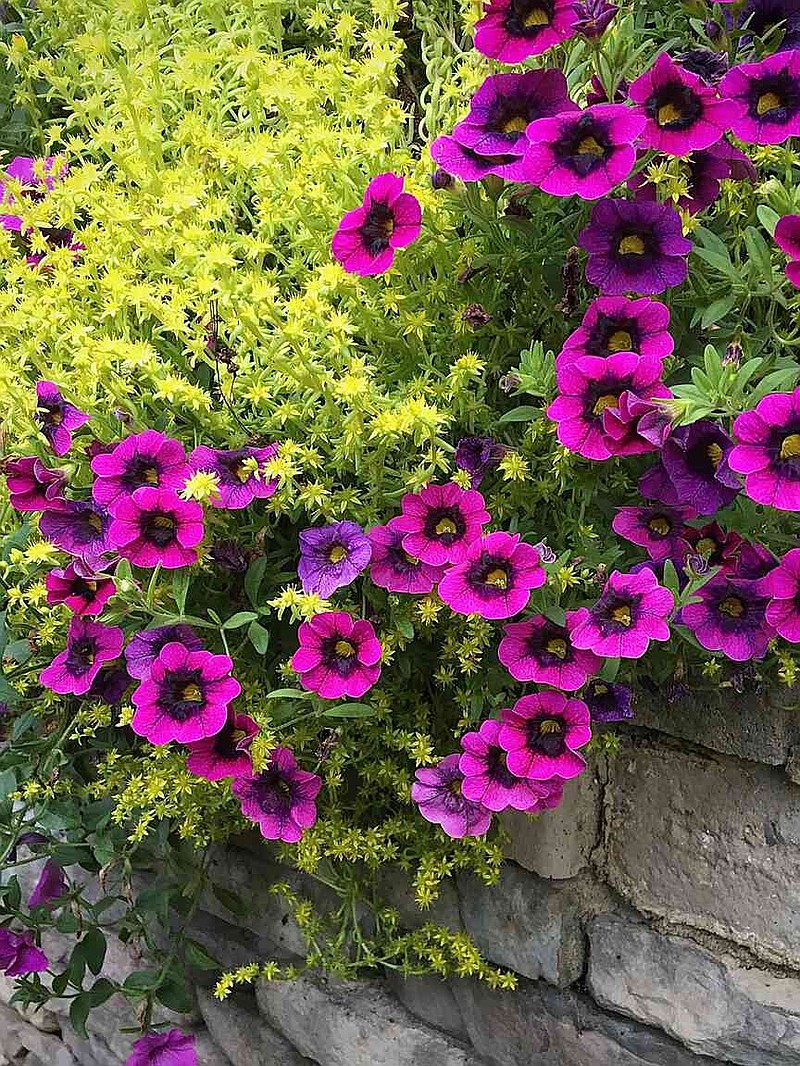 Lemon Coral sedum and Superbells Blackcurrant Punch calibrachoa make quite the partnership. (Norman Winter/TNS)