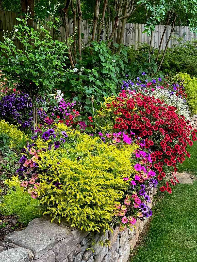 All along the rock wall Lemon Coral sedum plants create a dazzling show. (Norman Winter/TNS)