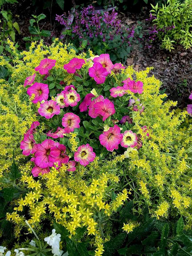 Earlier in the spring this container had only Lemon Coral sedum with foliage, but a Superbells Magic Pink Lemonade was planted in the center and looks like perfect partner. (Norman Winter/TNS)