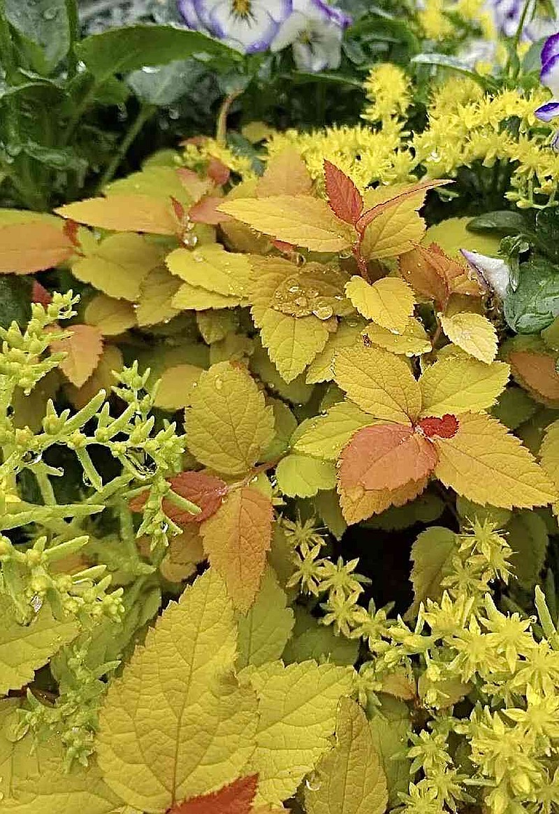 Lemon Coral sedum looks like an ideal partner in this planter with Double Play Candy Corn spirea. (Norman Winter/TNS)
