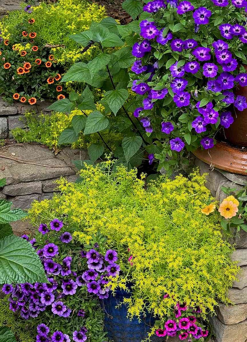 Lemon Coral sedum is an award-winning plant and looks incredible with partners like Superbells Grape Punch, Blackcurrant Punch, and Tangerine Punch calibrachoas and the new Supertunia Tiara Blue petunias. (Norman Winter/TNS)