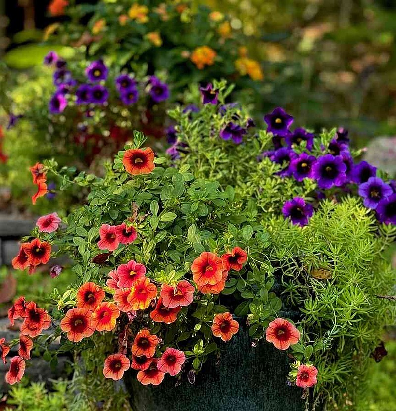 This late afternoon photo in November shows a dreamy look with the Superbells Tangerine Punch, Grape Punch and Lemon Coral sedum. (Norman Winter/TNS)