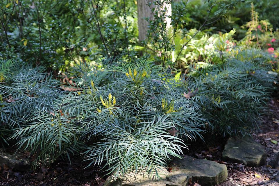 Credit: Southern Living® Plant Collection