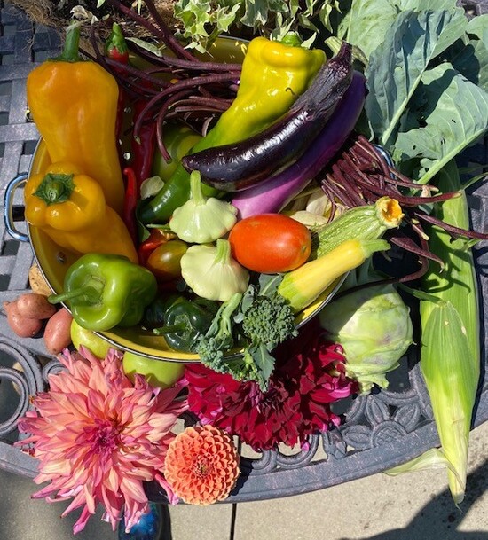 21harvest12aug.jpg 21harvest12aug.jpg