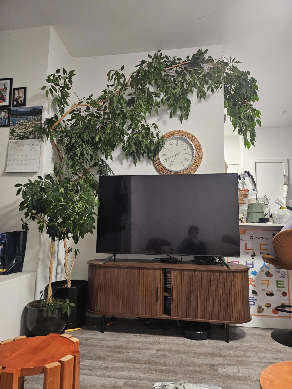 Gifted plants Gifted plants