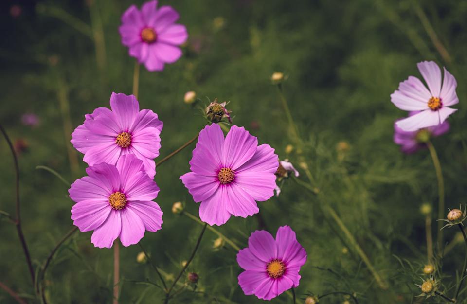close up of pink cosmos flowers in bloom