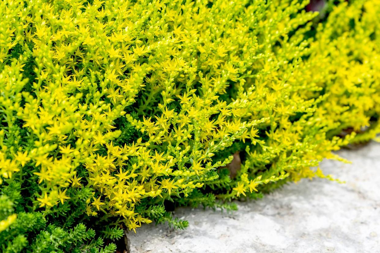 Credit: Southern Living/Adrienne Legault