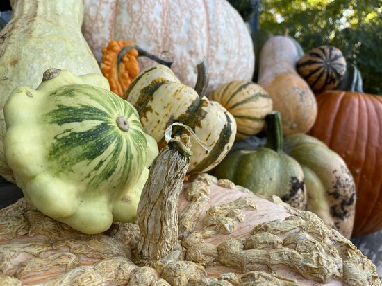 22Harvestwintersquash6octLastbeforefrost.jpg 22Harvestwintersquash6octLastbeforefrost.jpg
