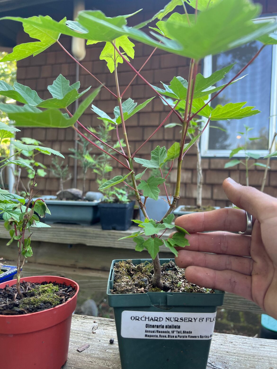 Who thought Bigleaf Maples were horrible bonsai material?