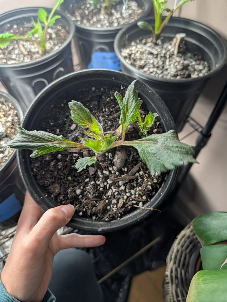 Dahlia watering and general advice! Dahlia watering and general advice!