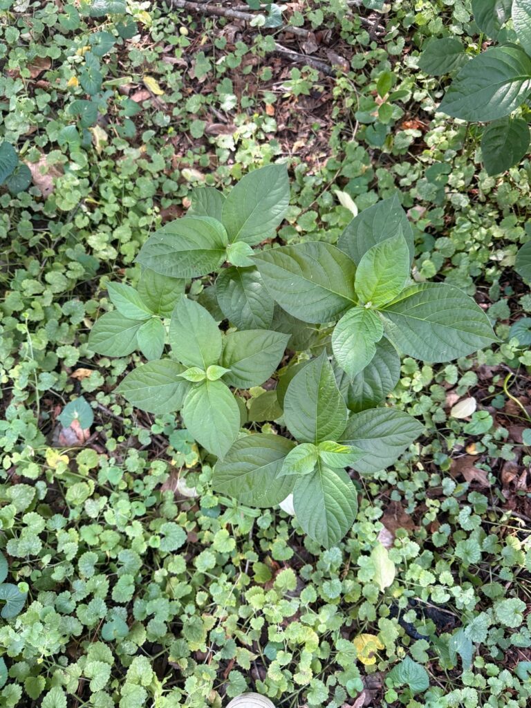 Growing in my yard