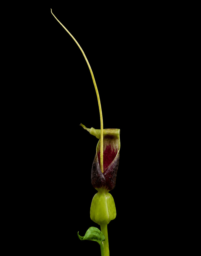 Typhonium Circinnatum infloresence