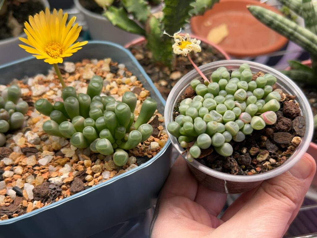 The difference a bigger pot can make! The difference a bigger pot can make!