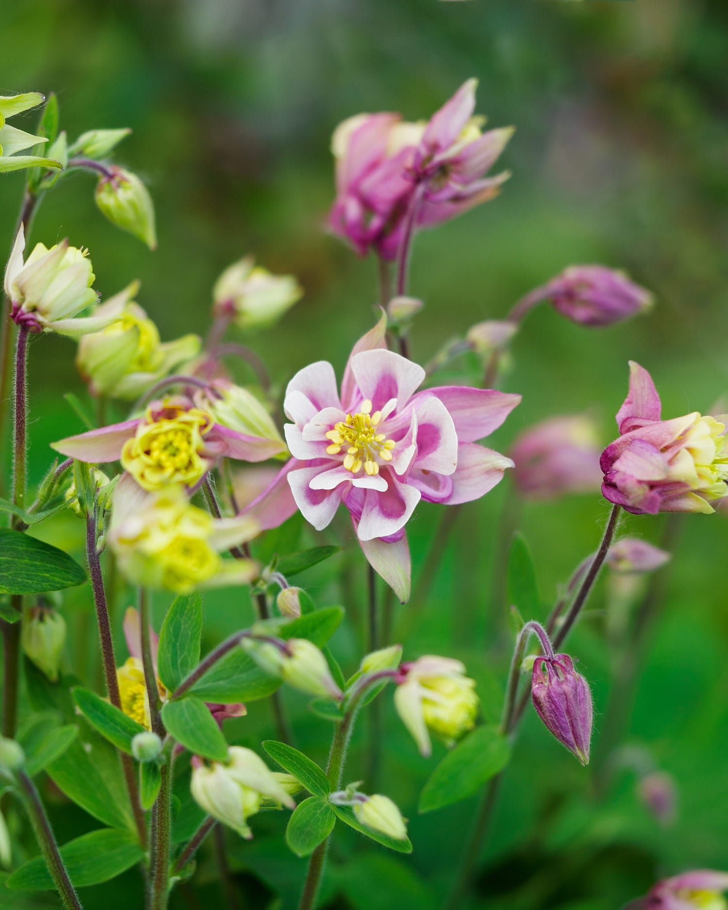flowering plants with pink and yellow blooms